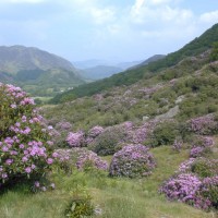 Rhododendron